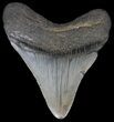 Fossil Megalodon Tooth - Georgia #65722-1